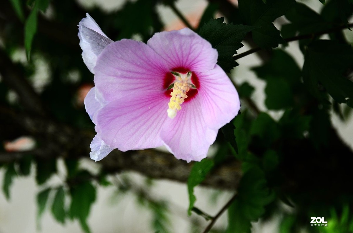 花卉系列【2065】