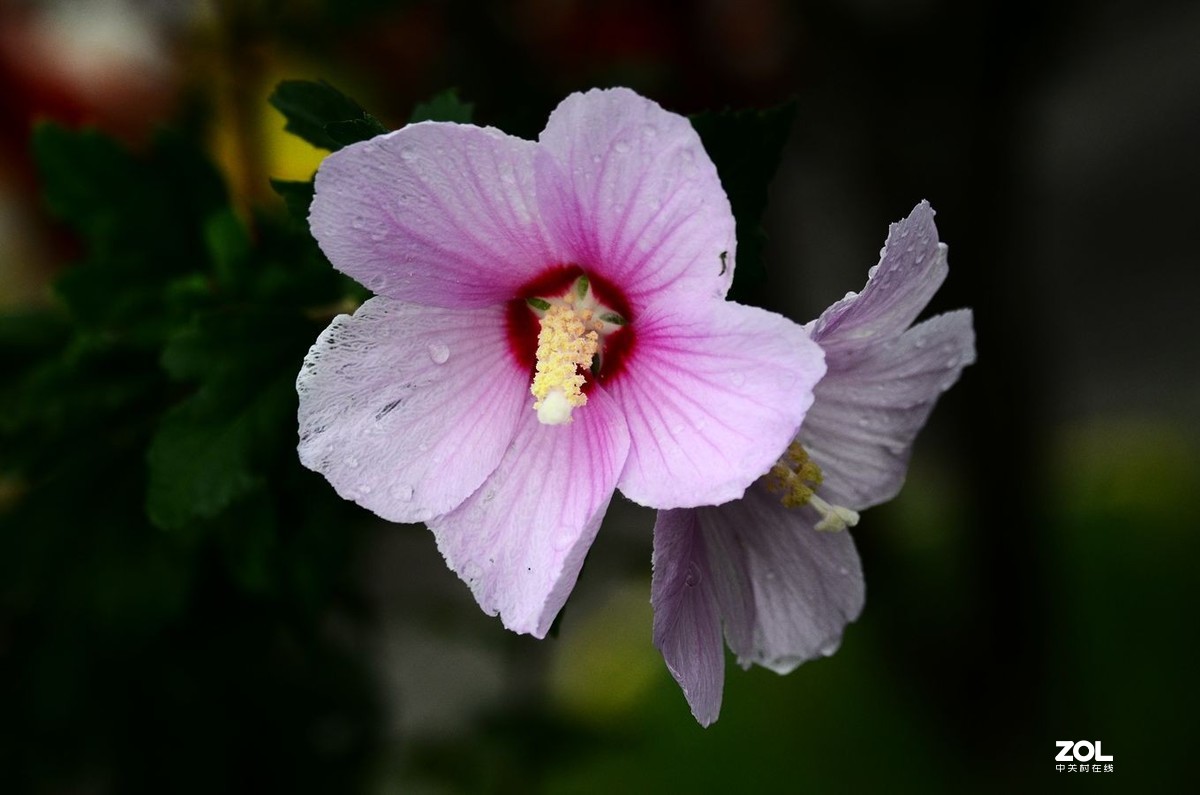 花卉系列【2065】