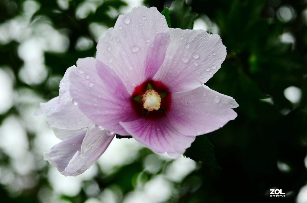 花卉系列【2065】