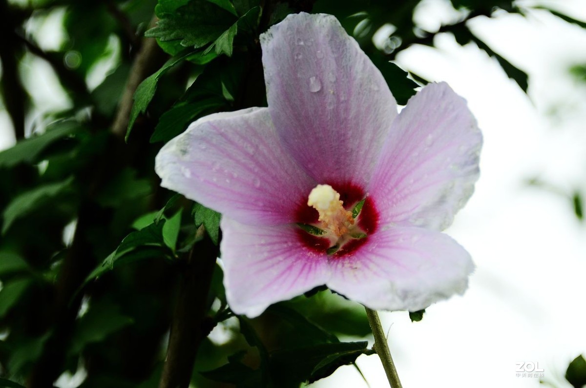 花卉系列【2065】