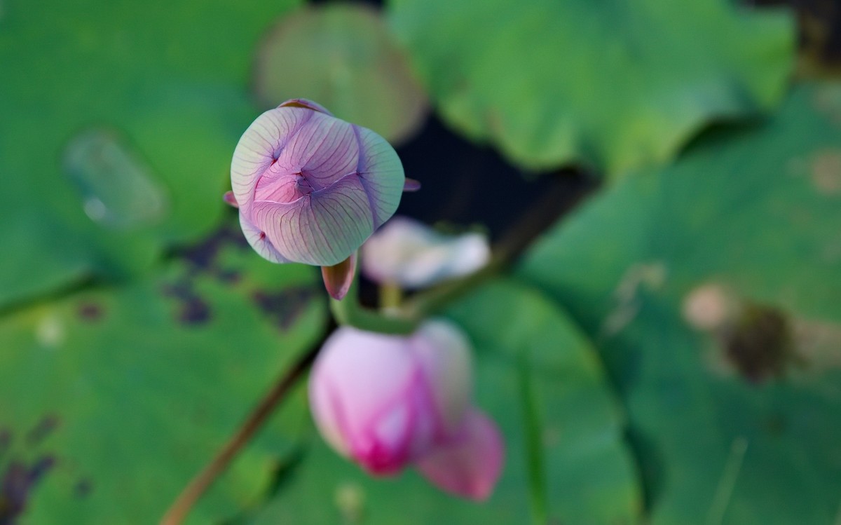 酷热天气乡村行