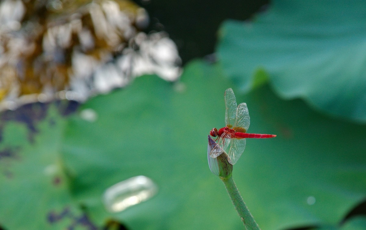 酷热天气乡村行