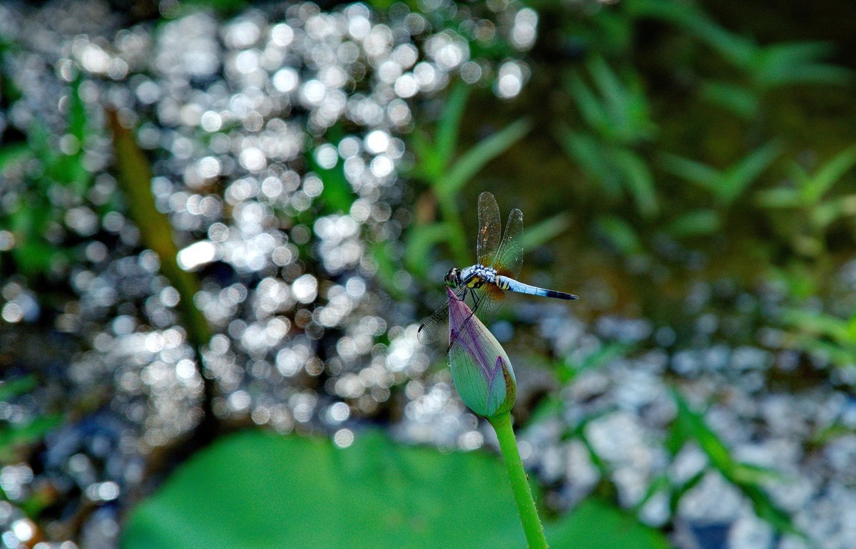 酷热天气乡村行