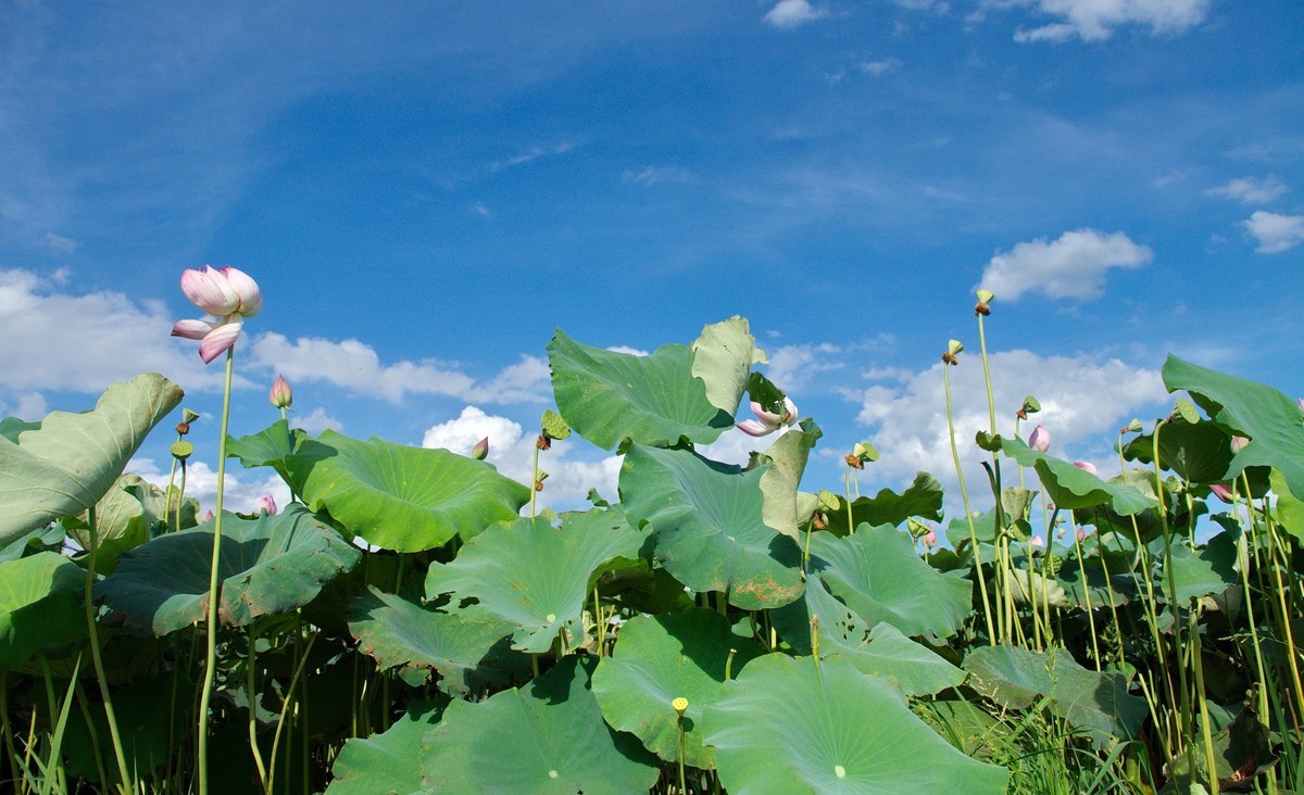 酷热天气乡村行