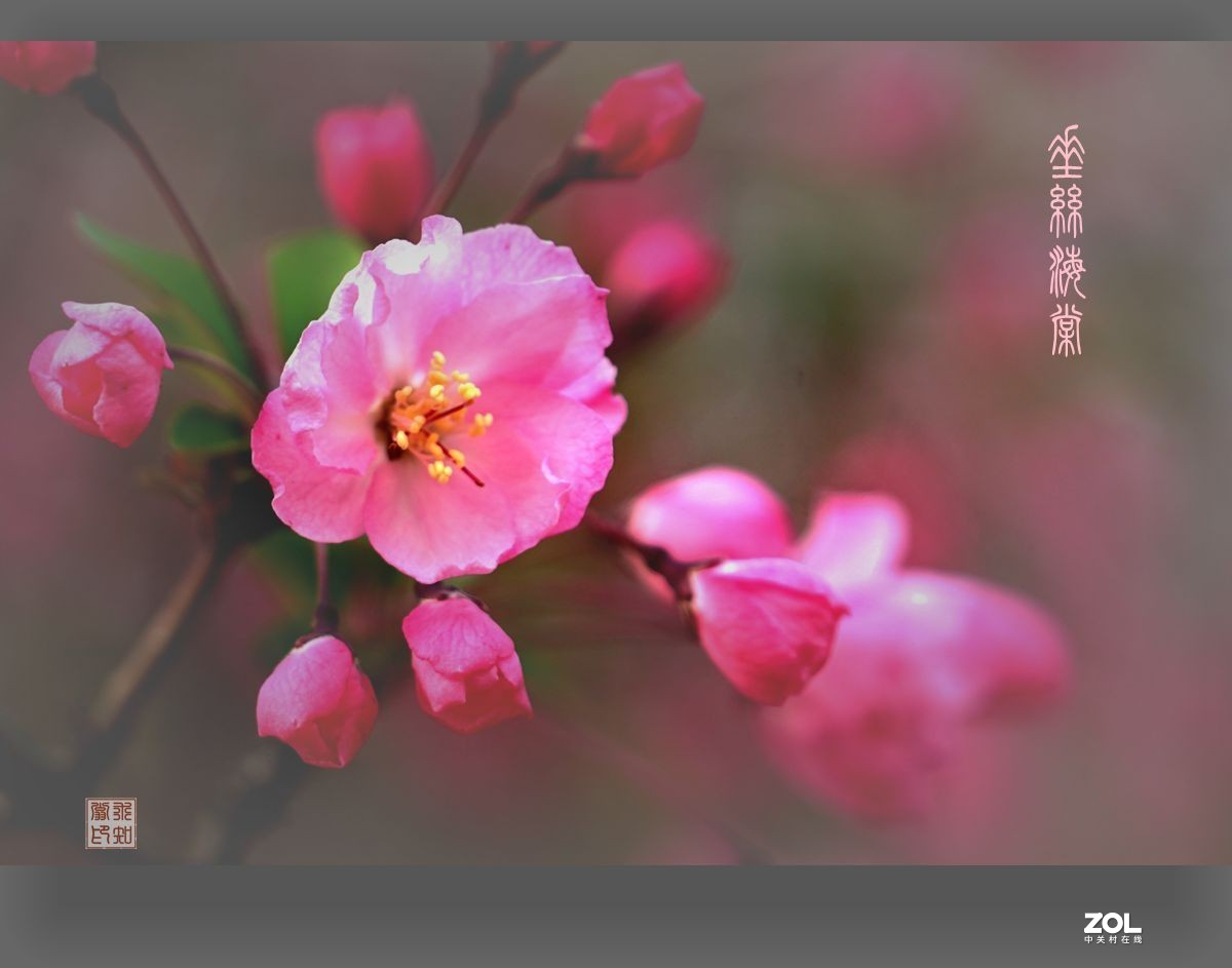 垂丝海棠之四
