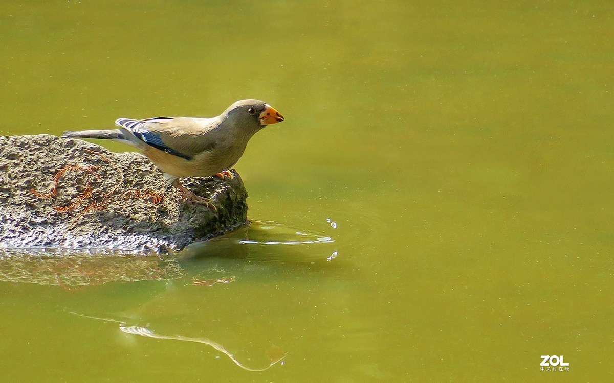 21287喝水的腊嘴鸟