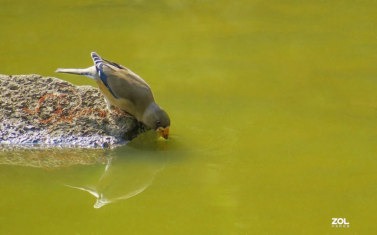 21287喝水的腊嘴鸟