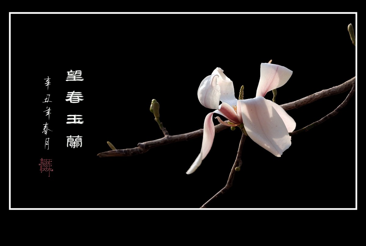 望春玉兰望新春庆元旦佳节