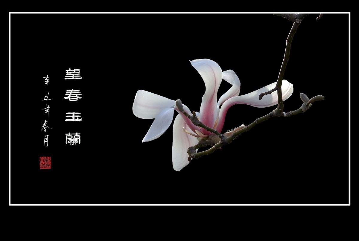 望春玉兰望新春庆元旦佳节