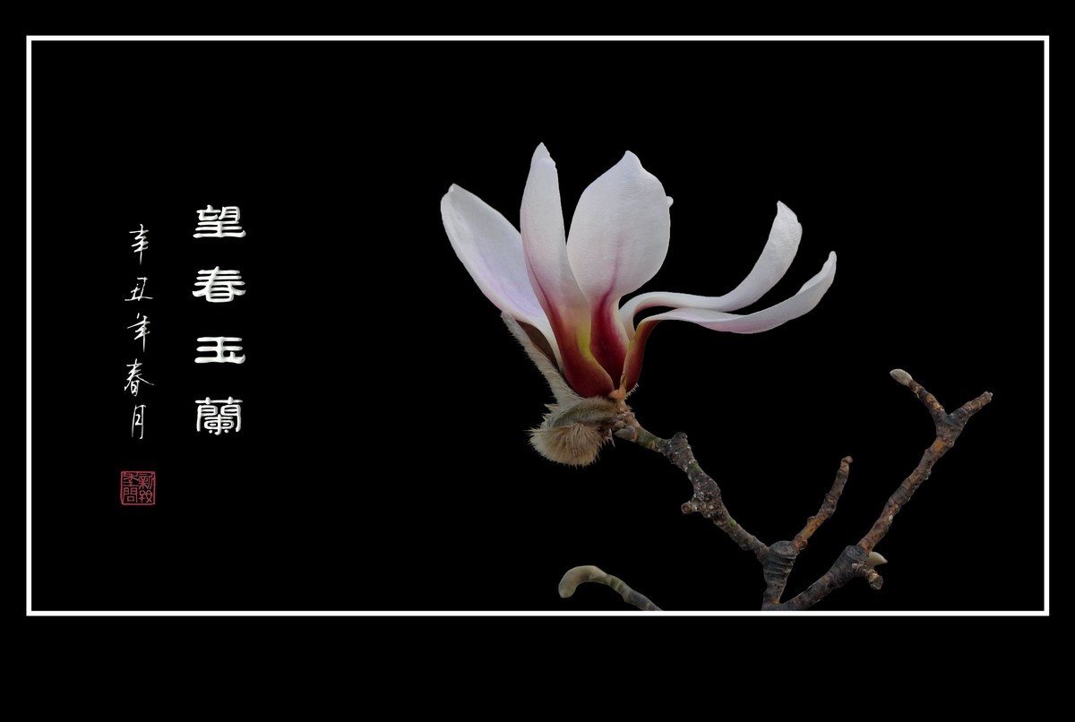 望春玉兰望新春庆元旦佳节