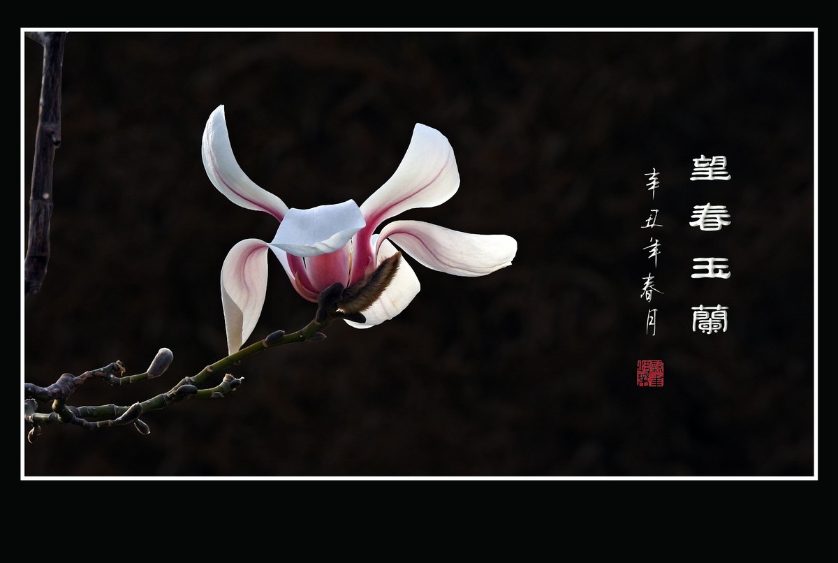 望春玉兰望新春庆元旦佳节