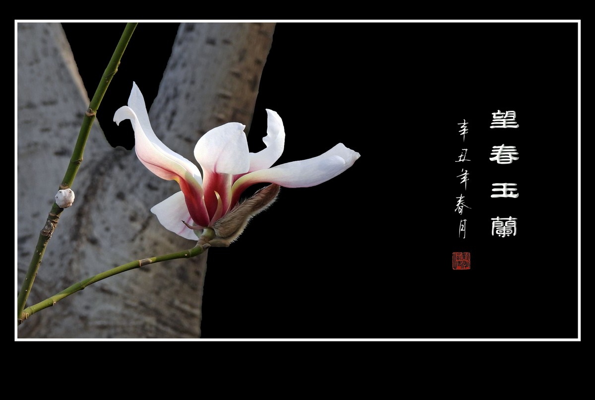 望春玉兰望新春庆元旦佳节