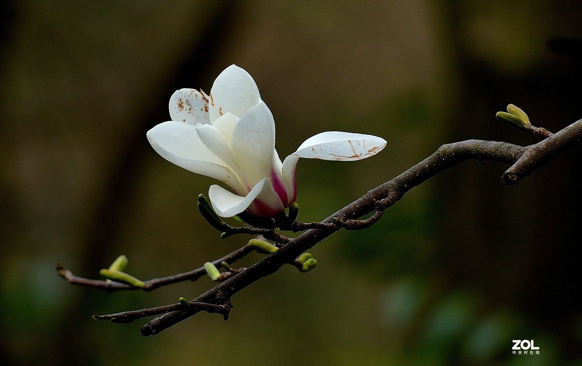 白玉蘭花