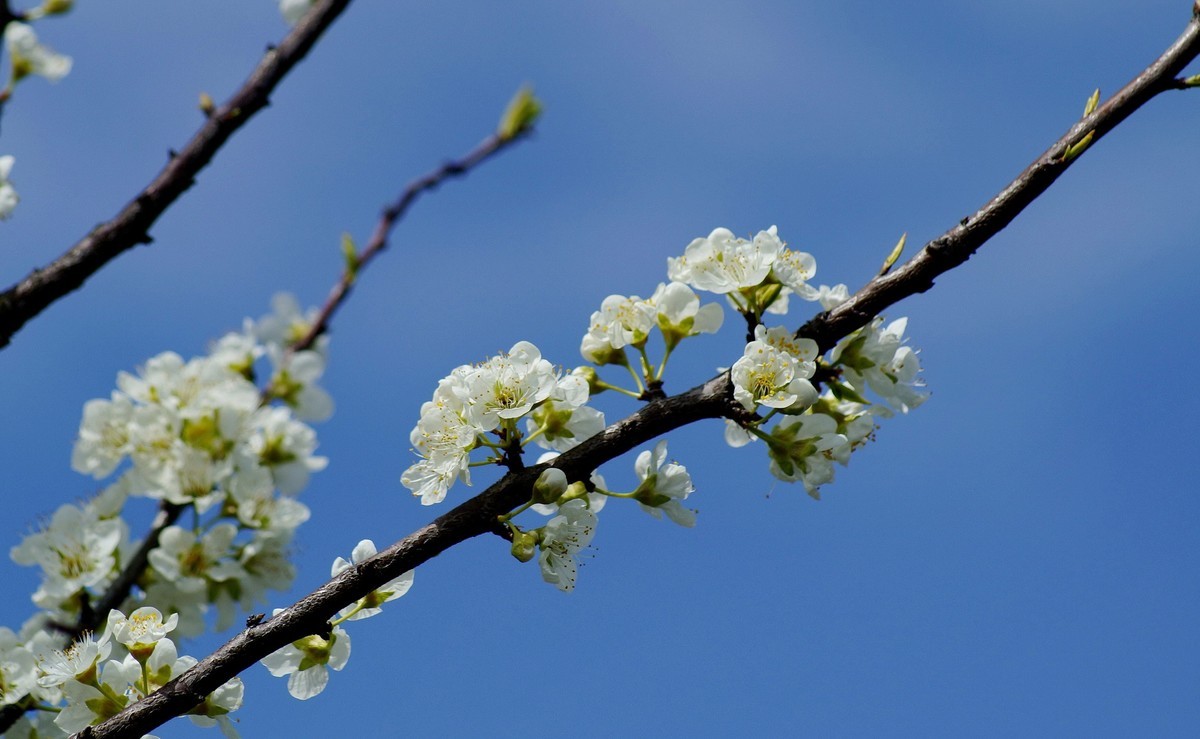 无蓝蓝 杏花白