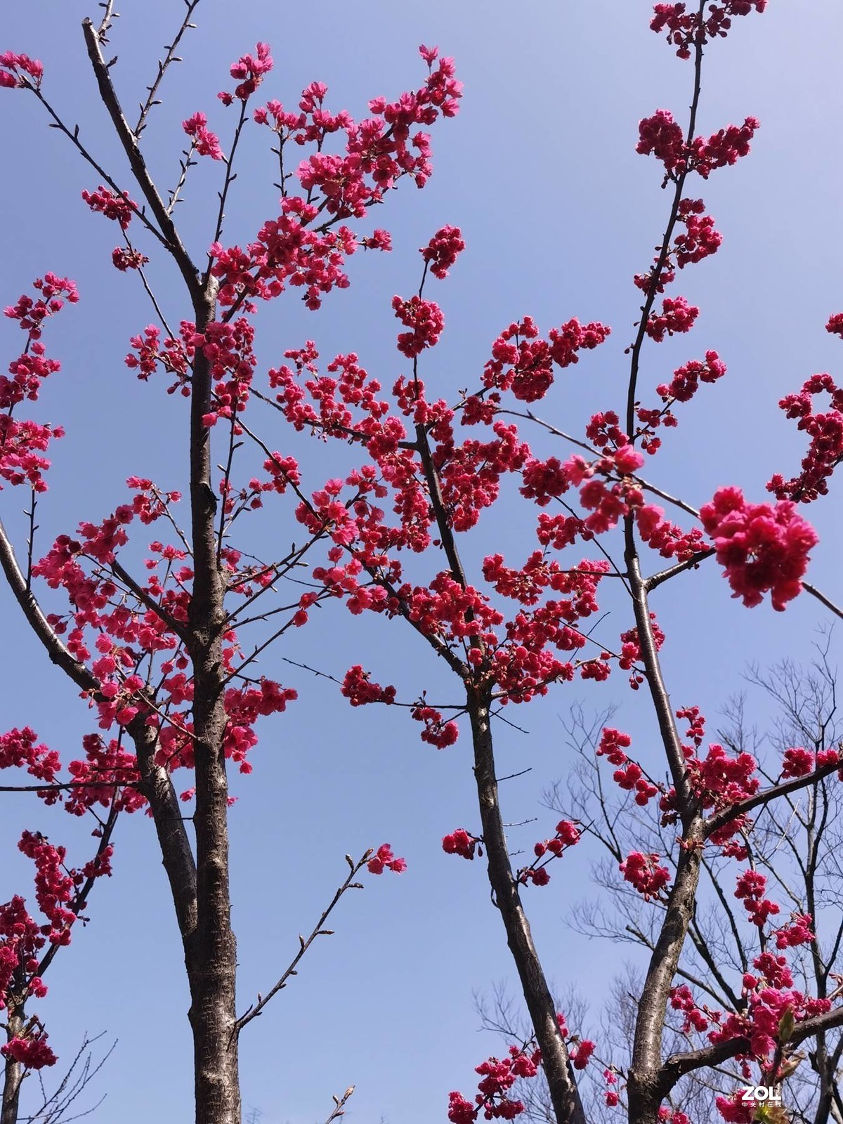 樱花公园初探————早樱绽开了！
