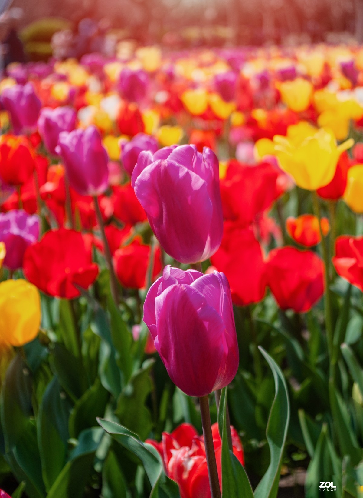 大宁公园郁金香花展杂拍