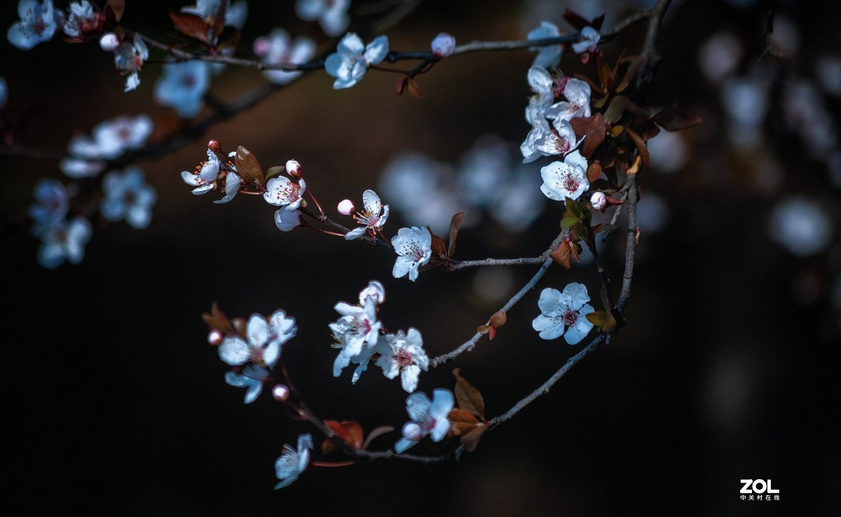 大宁公园郁金香花展杂拍