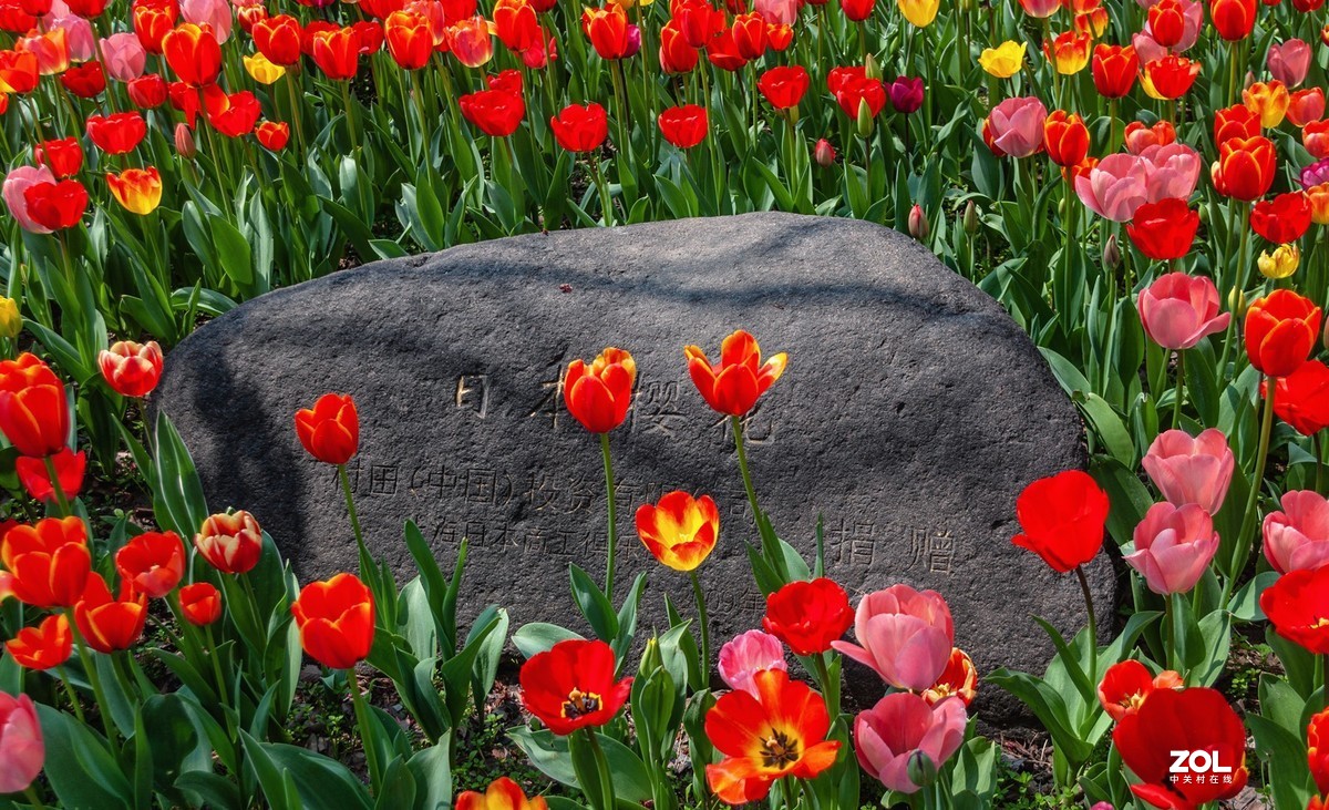 大宁公园郁金香花展杂拍