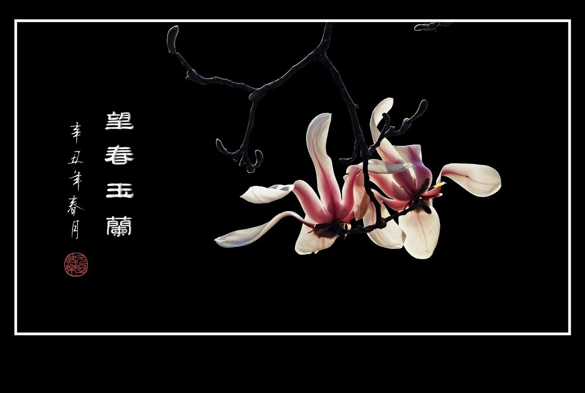 望春玉兰望新春庆元旦佳节