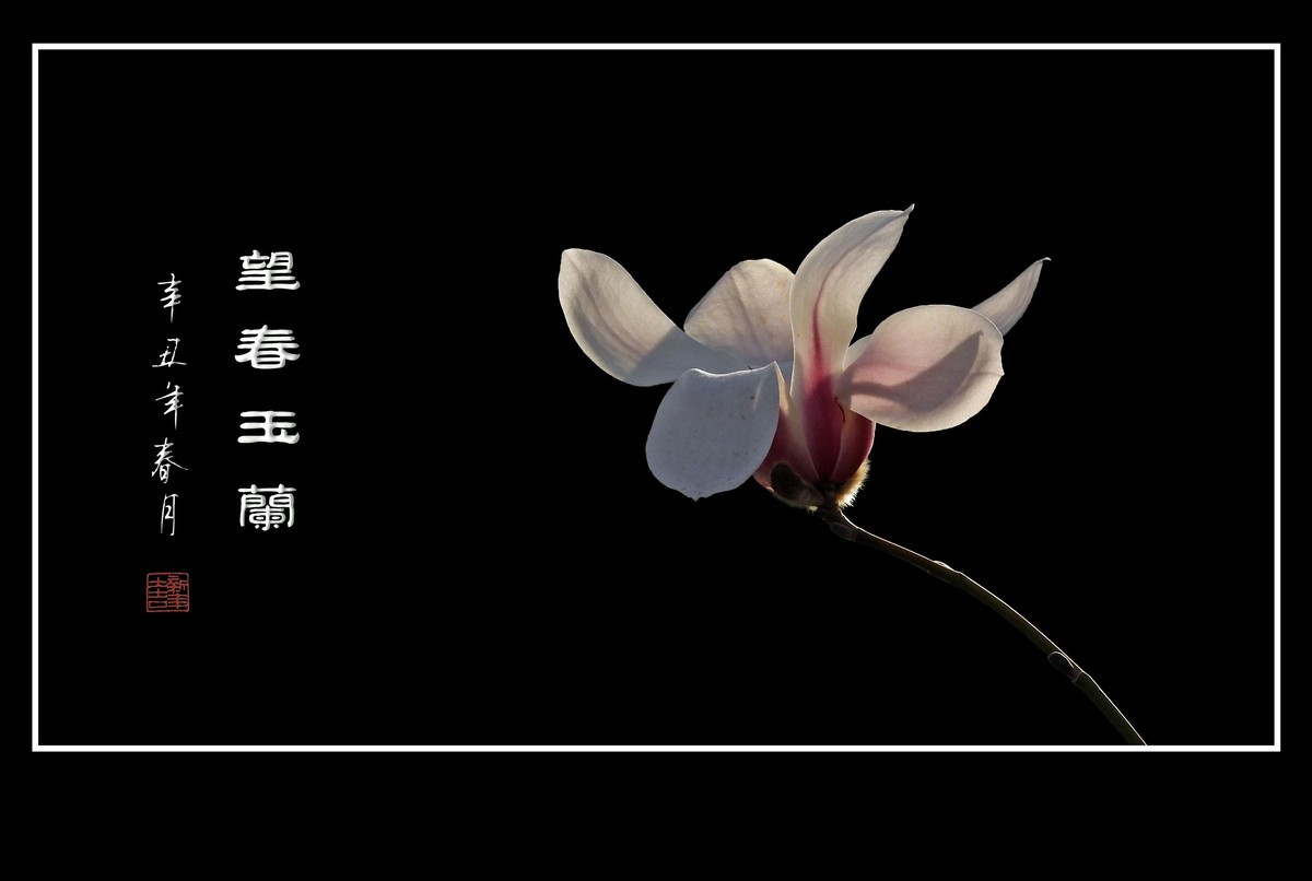 望春玉兰望新春庆元旦佳节