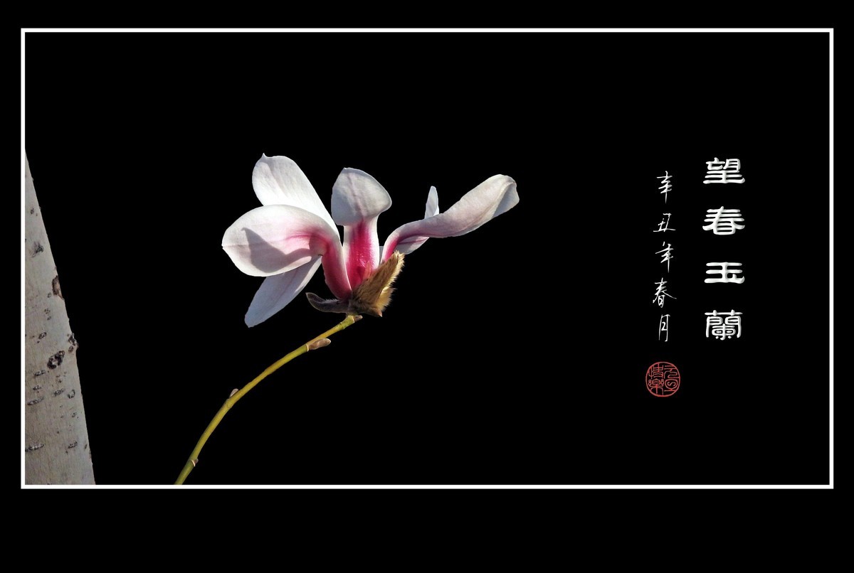 望春玉兰望新春庆元旦佳节