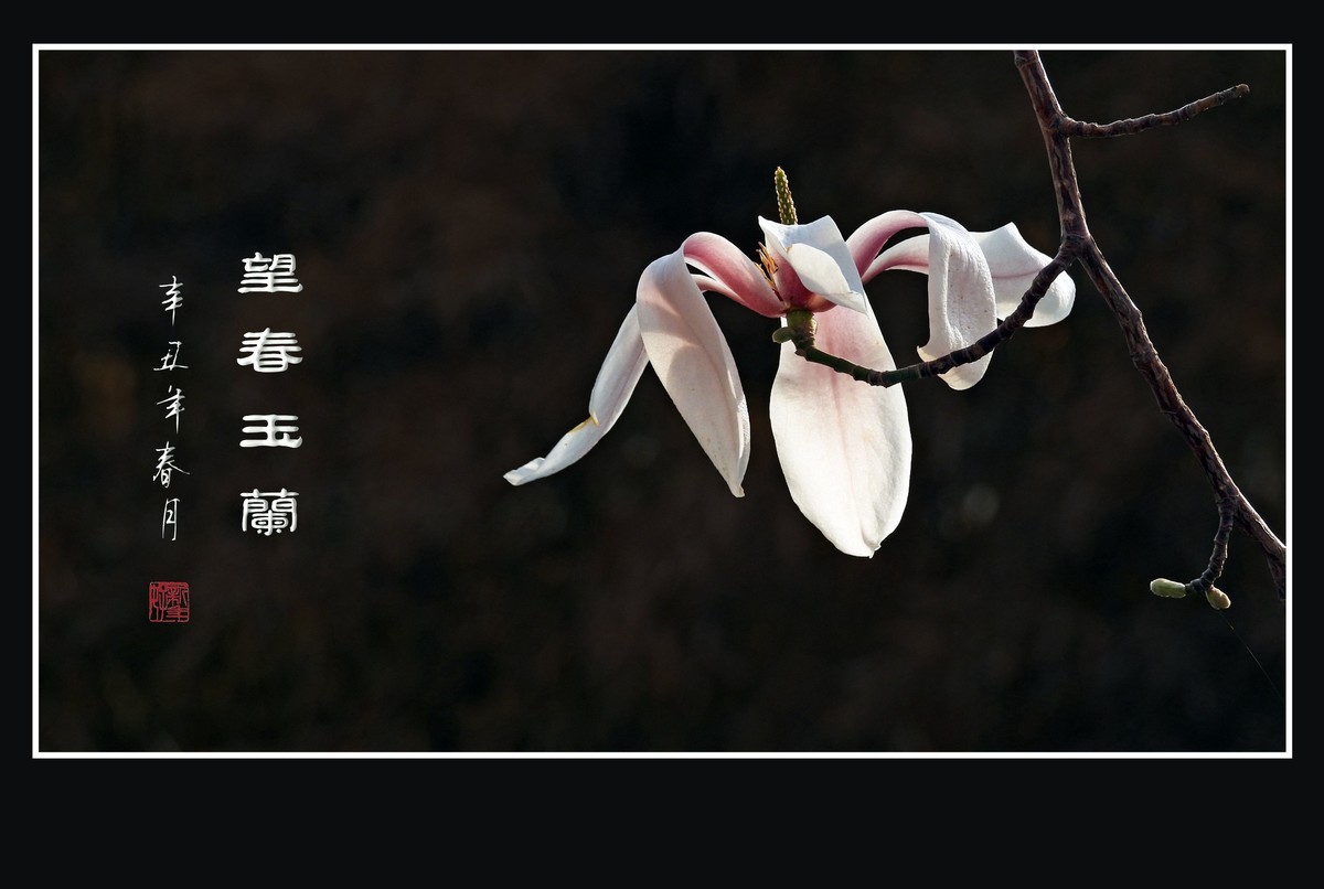 望春玉兰望新春庆元旦佳节