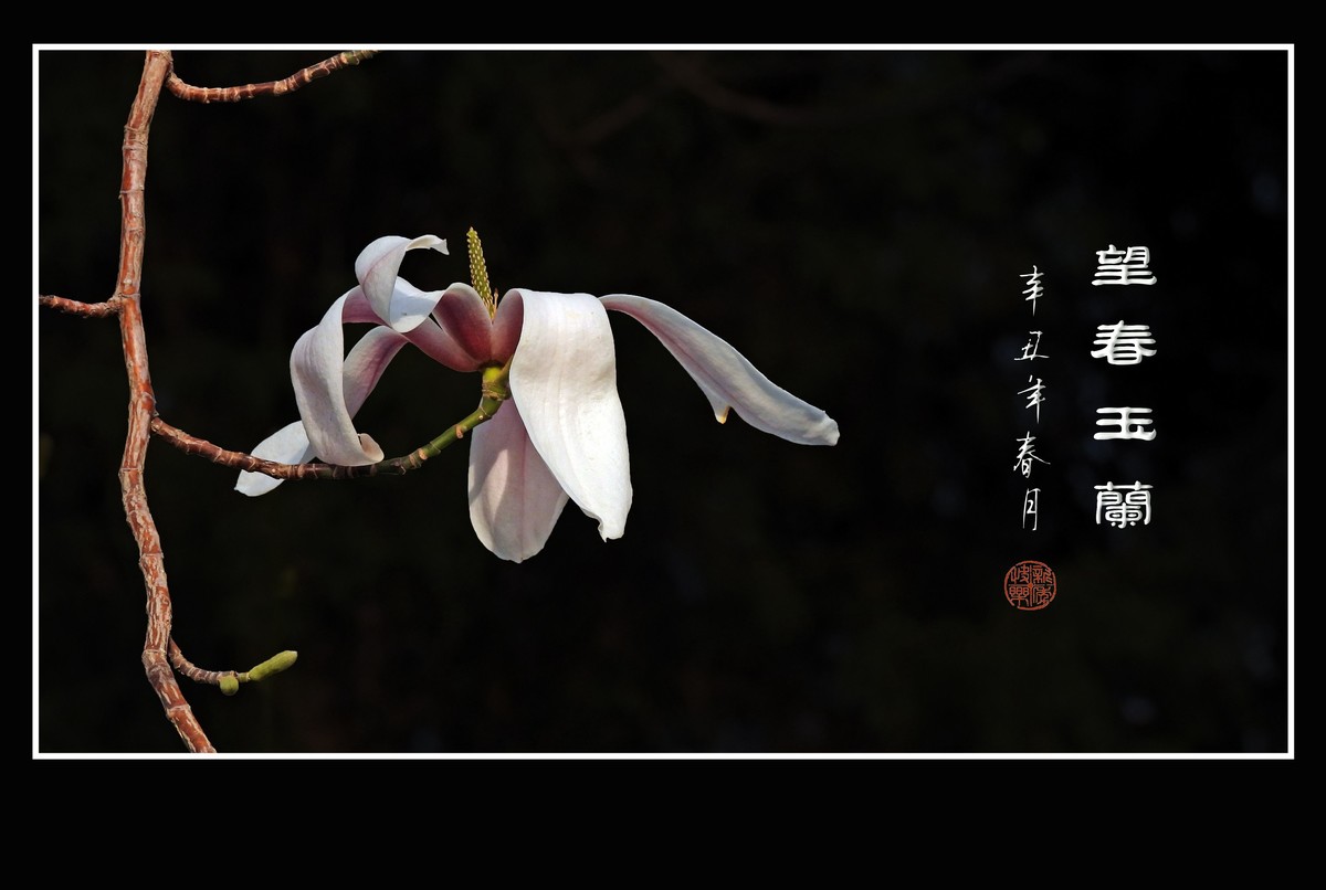 望春玉兰望新春庆元旦佳节