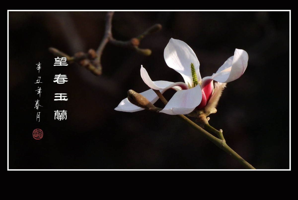 望春玉兰望新春庆元旦佳节