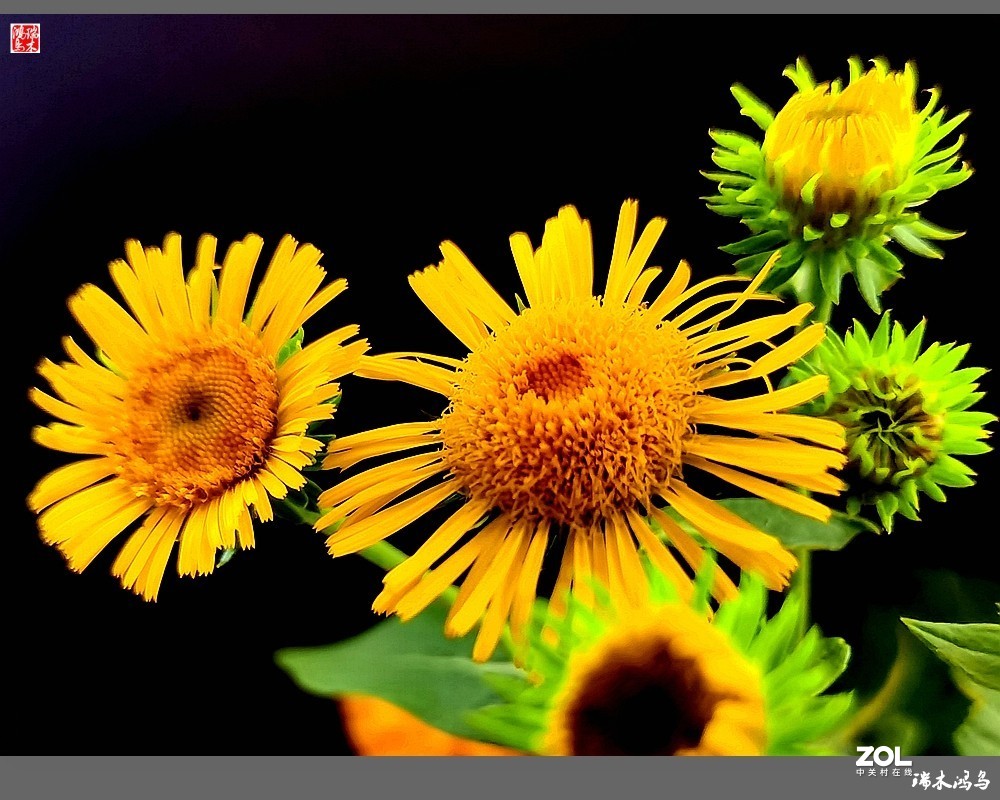 【小院的花】6.平凡的野菊花——旋覆花