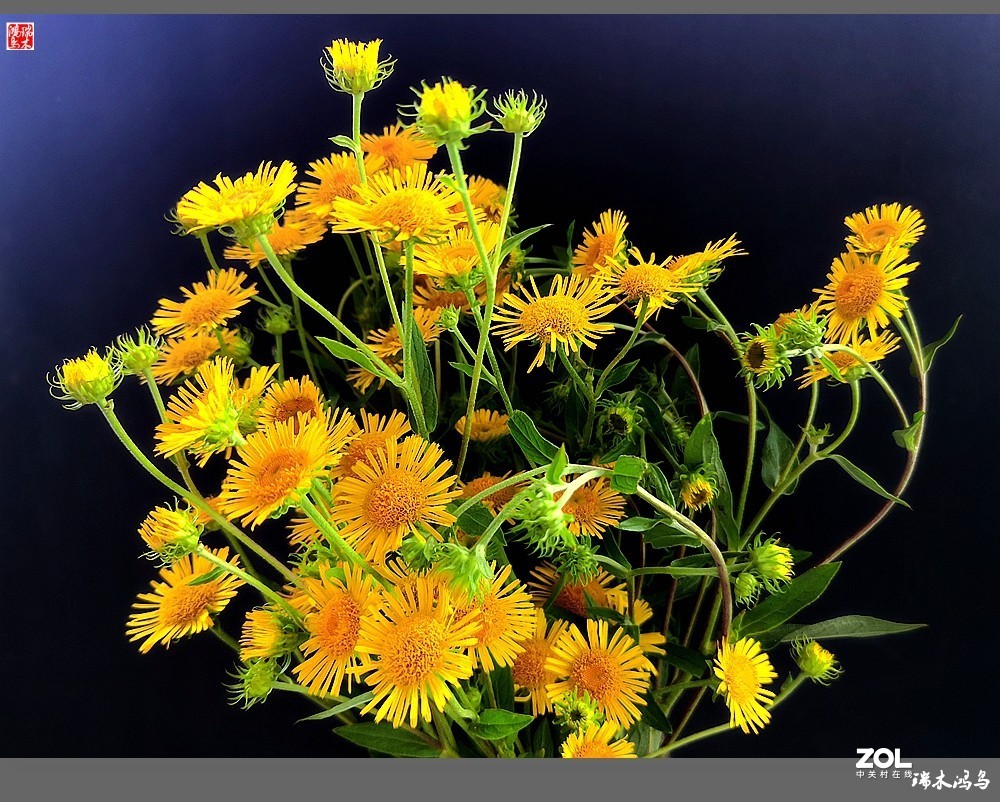 【小院的花】6.平凡的野菊花——旋覆花