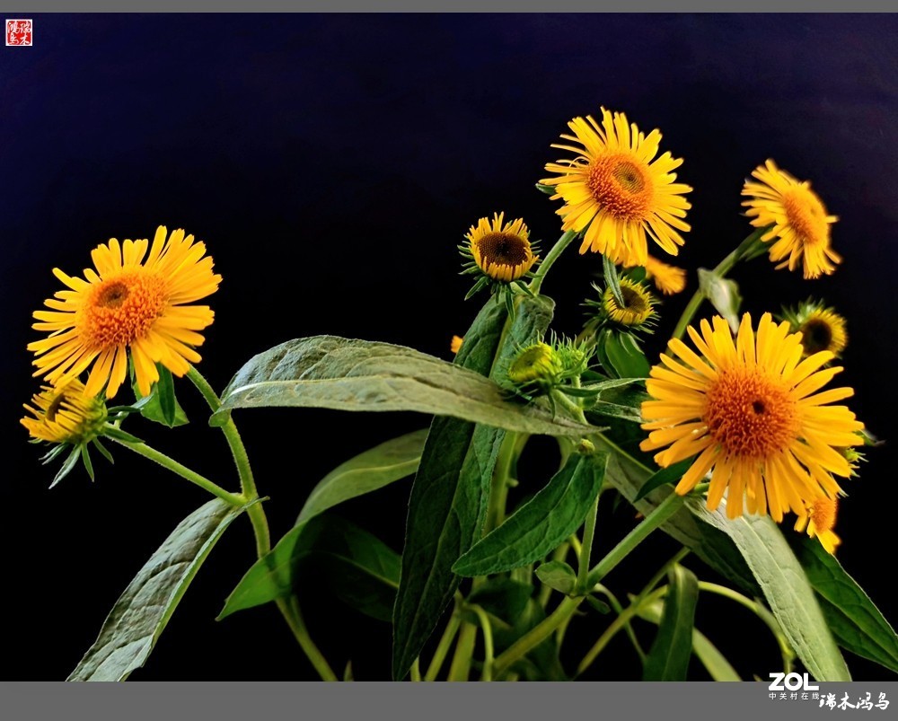 【小院的花】6.平凡的野菊花——旋覆花
