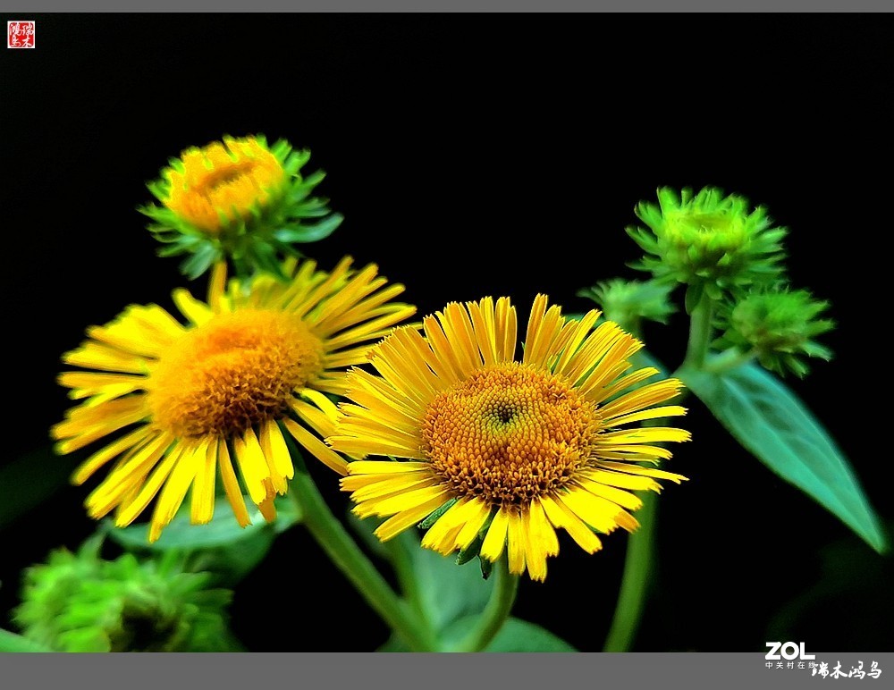 【小院的花】6.平凡的野菊花——旋覆花
