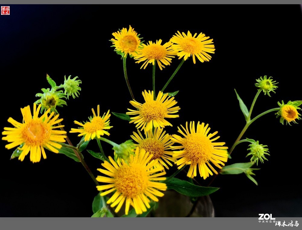 【小院的花】6.平凡的野菊花——旋覆花