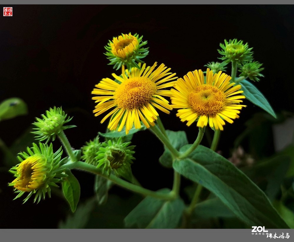 【小院的花】6.平凡的野菊花——旋覆花