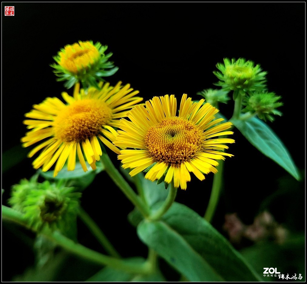 【小院的花】6.平凡的野菊花——旋覆花