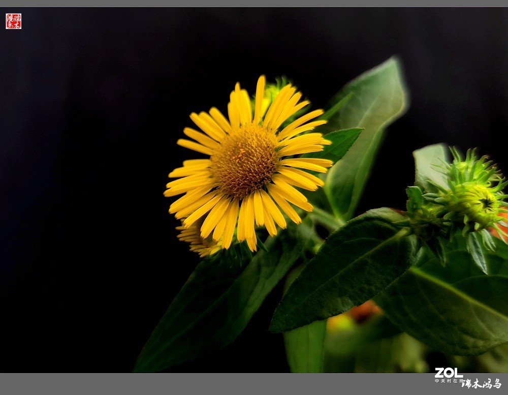 【小院的花】6.平凡的野菊花——旋覆花