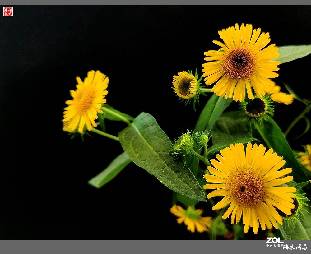 【小院的花】6.平凡的野菊花——旋覆花