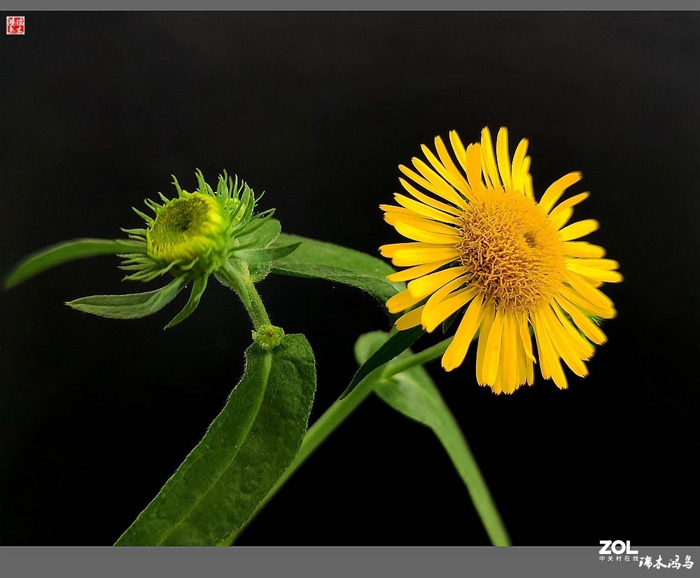 【小院的花】6.平凡的野菊花——旋覆花