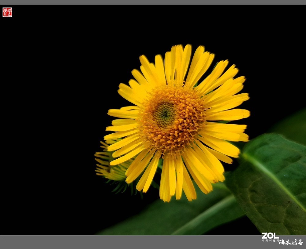 【小院的花】6.平凡的野菊花——旋覆花