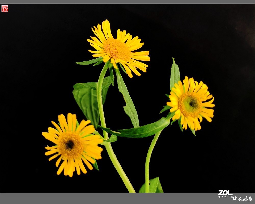 【小院的花】6.平凡的野菊花——旋覆花