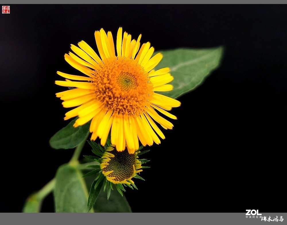 【小院的花】6.平凡的野菊花——旋覆花