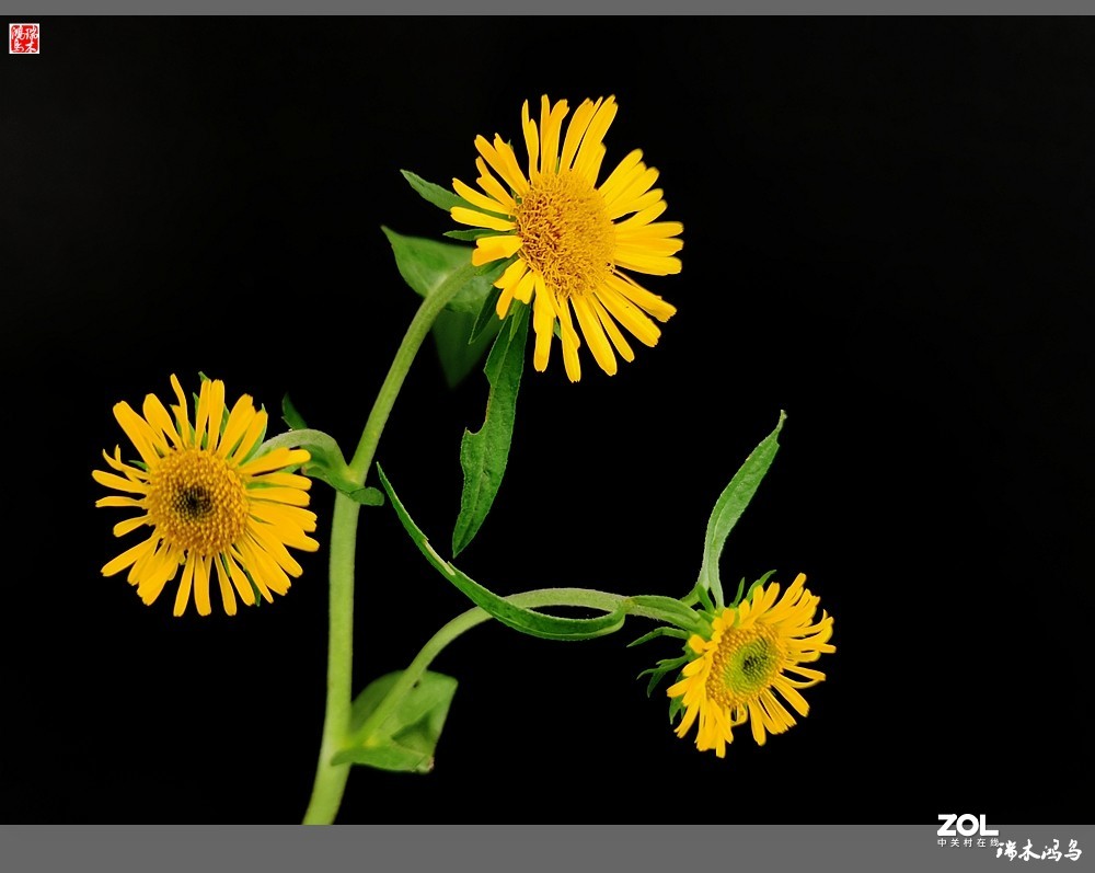【小院的花】6.平凡的野菊花——旋覆花