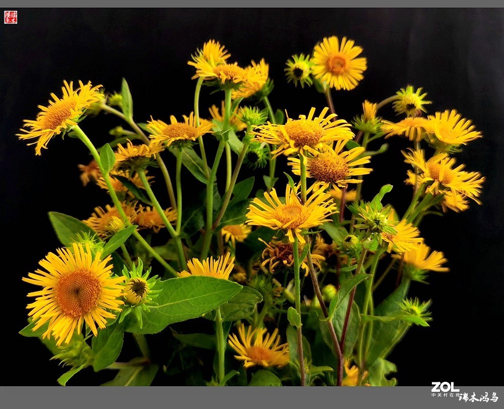 【小院的花】6.平凡的野菊花——旋覆花