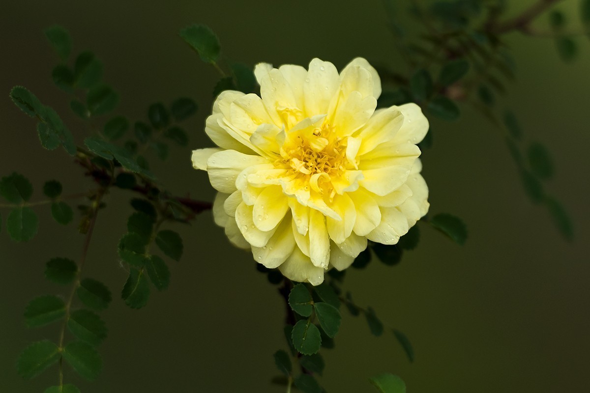 黄蔷薇永恒的微笑