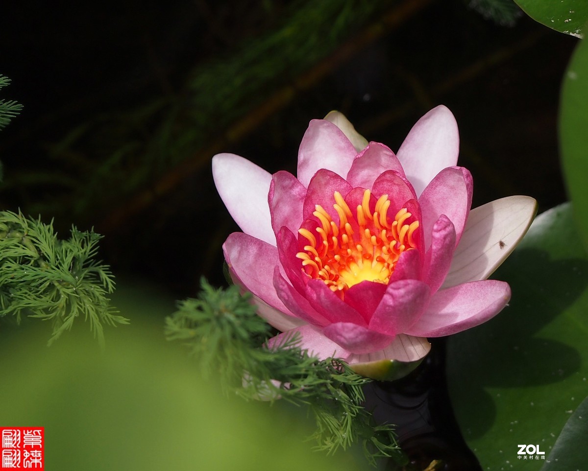 等了几年----7月莲花儿第一次开