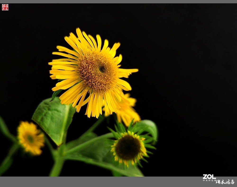 【小院的花】6.平凡的野菊花——旋覆花