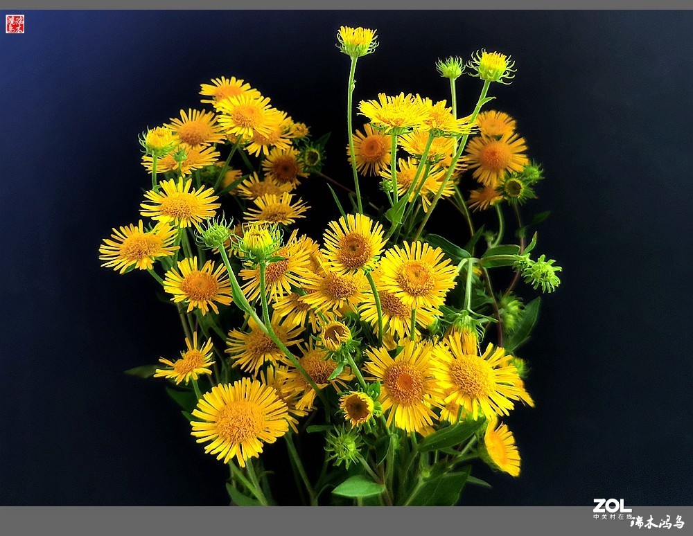 【小院的花】6.平凡的野菊花——旋覆花