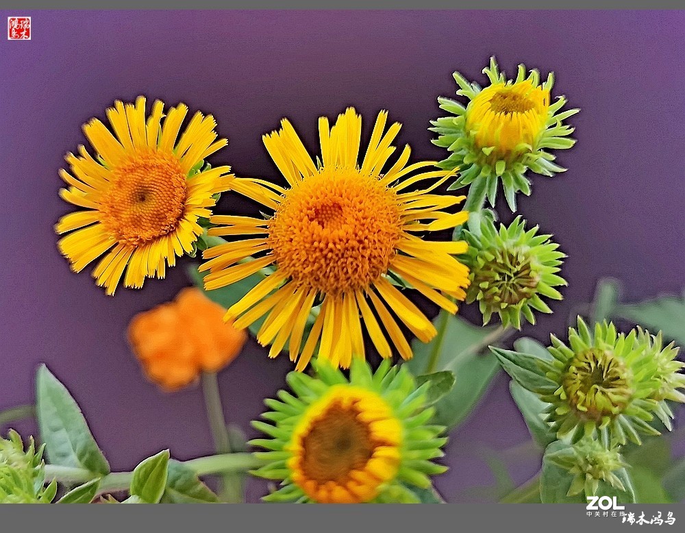 【小院的花】6.平凡的野菊花——旋覆花