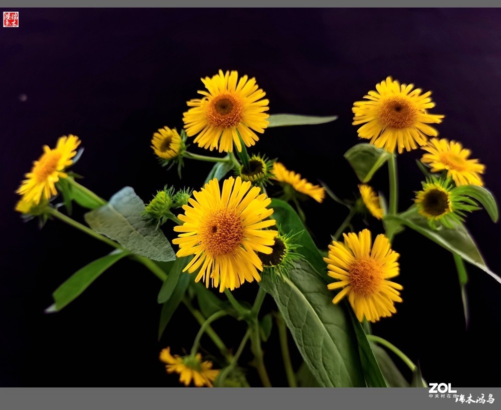 【小院的花】6.平凡的野菊花——旋覆花