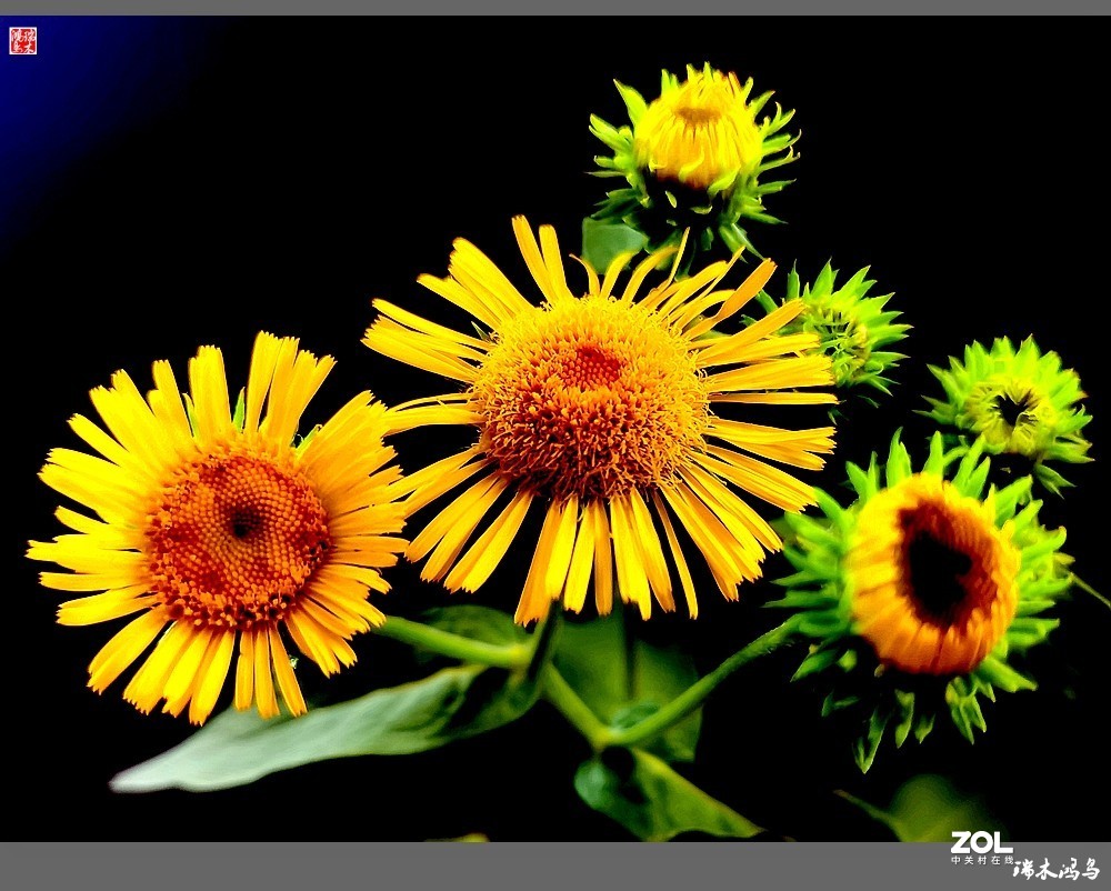 【小院的花】6.平凡的野菊花——旋覆花